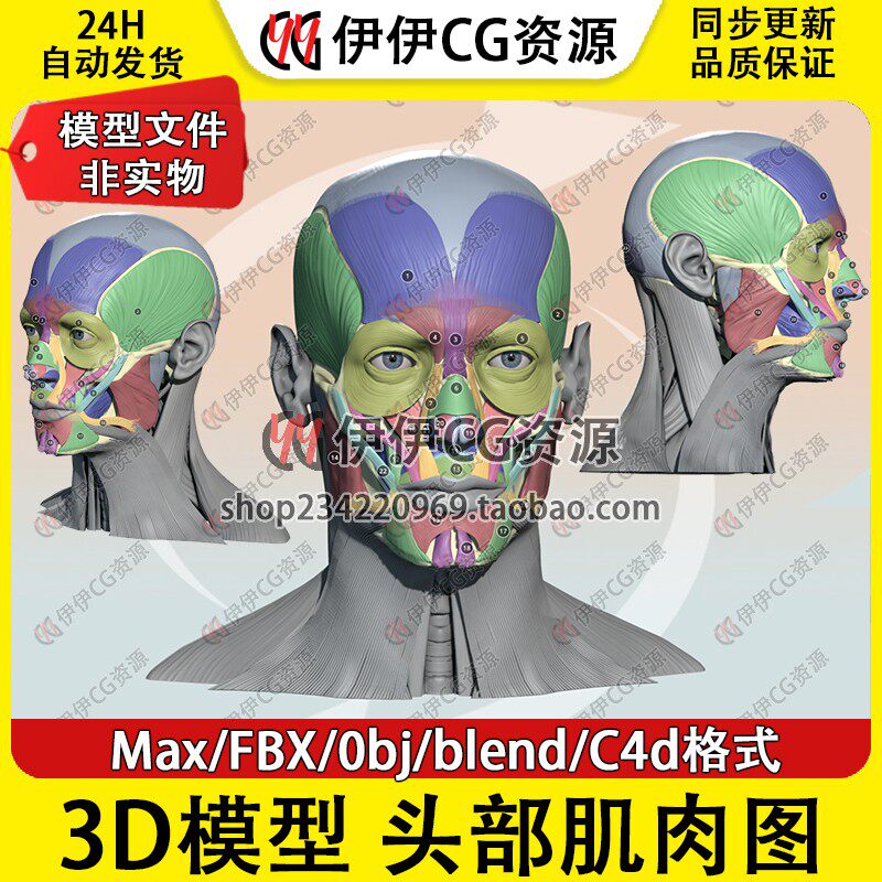 3D模型3Dmax医学结构解剖头部肌肉Blender额肌降眉肌FBX眼轮匝C4D