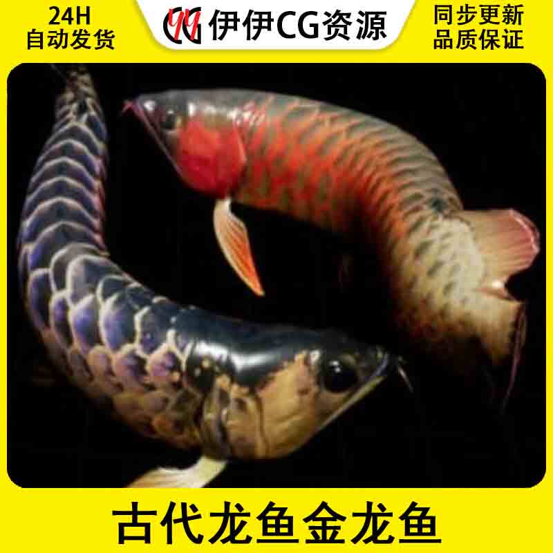 UE4虚幻5 Arowana 古代龙鱼金龙鱼角色模型带动画