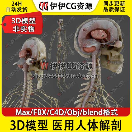 3D模型3Dmax医学人体解剖Blend骨骼人脑部神经系统FBX脑干C4D垂体