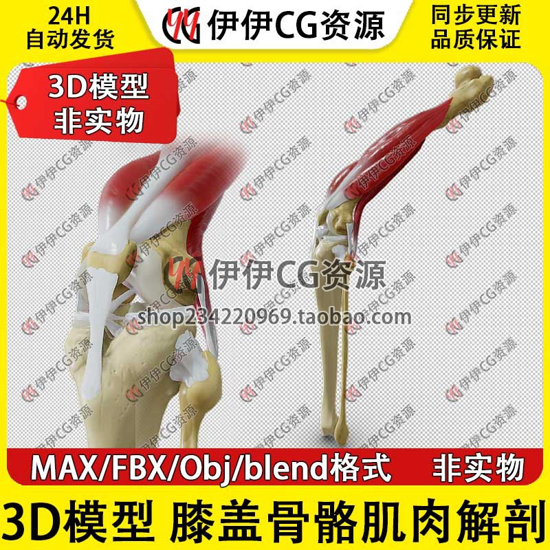 3D模型3Dmax医学模型人体膝盖骨骼肌肉解剖十字韧带半月板腿骨