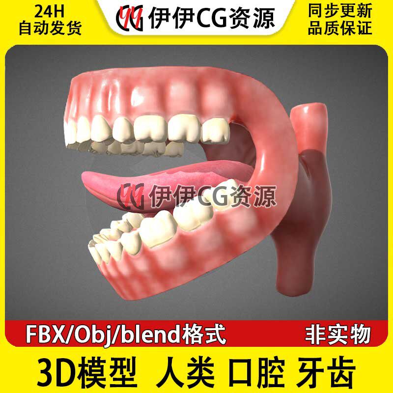3D模型FBX医学模型Teeth人类口腔牙齿牙龈舌头器官PBR材质Blend