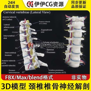 3D模型素材3Dmax医学模型颈椎椎骨神经解剖结构脊柱经络骨骼FBX