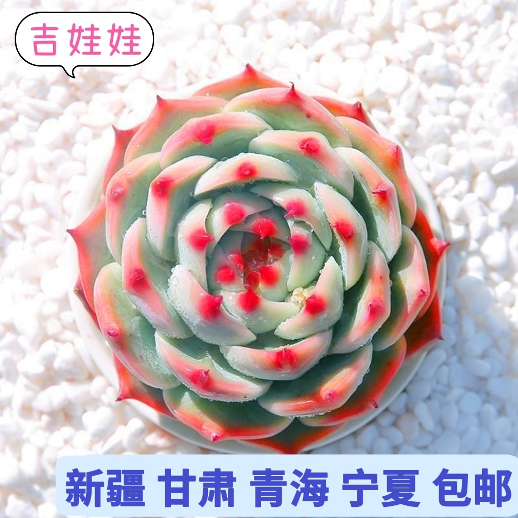 新疆包邮-吉娃娃多肉老桩 多肉植物 吉娃莲 石莲花 肉肉花卉盆栽