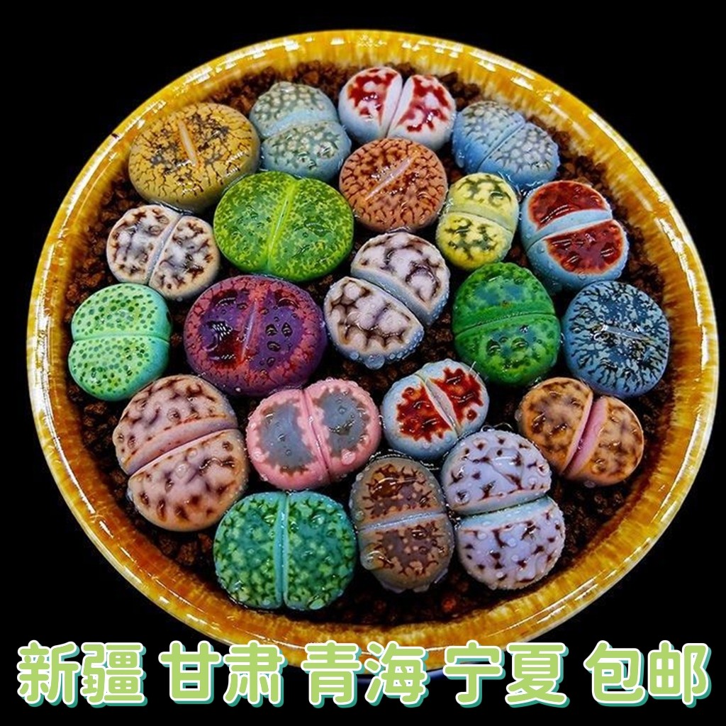 新疆包邮-精品生石花新手套装屁屁花屁股花石头花多肉植物组合