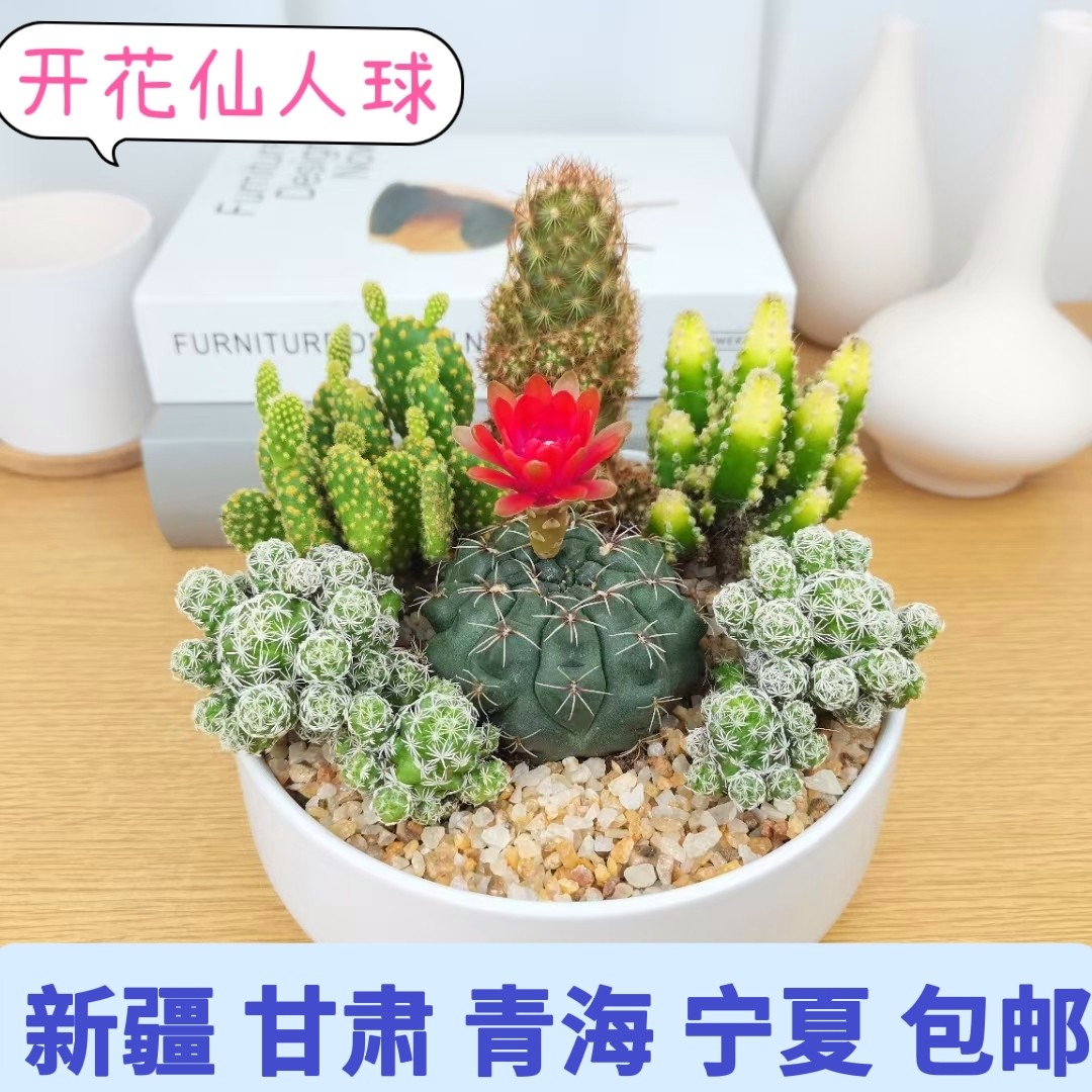 实生仙人球开花盆栽多肉植物绯花玉万重山防辐射仙人掌组合套餐