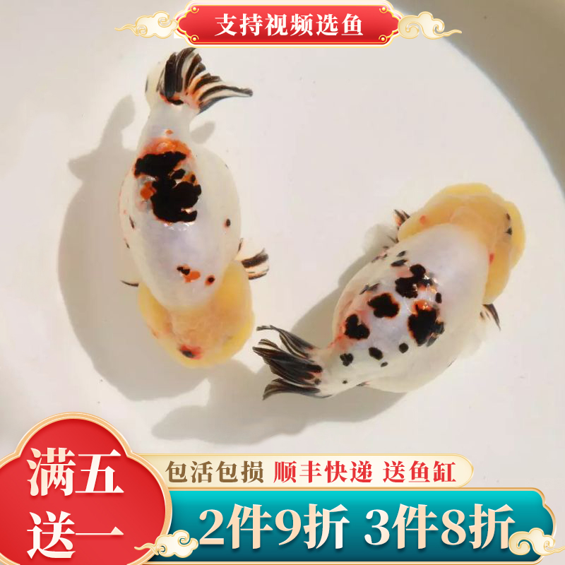 2件9折3件8折精品兰寿金鱼观赏鱼
