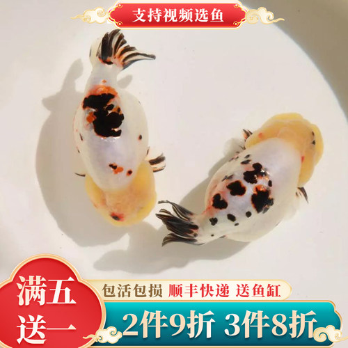 2件9折3件8折精品兰寿金鱼观赏鱼