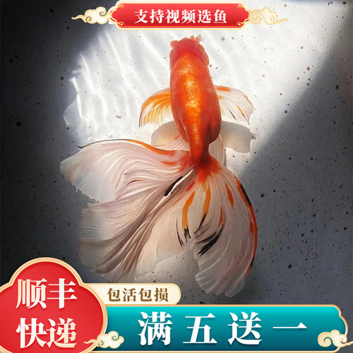 丹凤凤鹤鹤顶红国狮狮子头金鱼