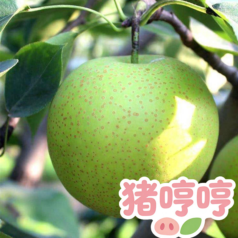 【猪哼哼】当季青皮梨水果 一只不平凡的猪哼哼的淘宝店up
