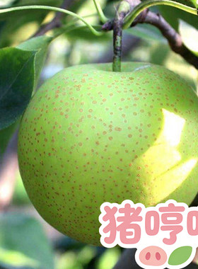【猪哼哼】当季青皮梨水果 一只不平凡的猪哼哼的淘宝店up