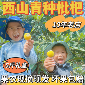 苏州青种枇杷纯天然新鲜采摘