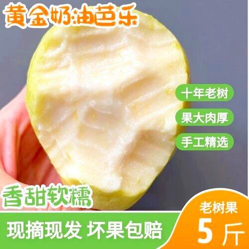 广西白心奶油芭乐中大果番石榴新鲜水果现摘现发软糯3/5/8斤包邮