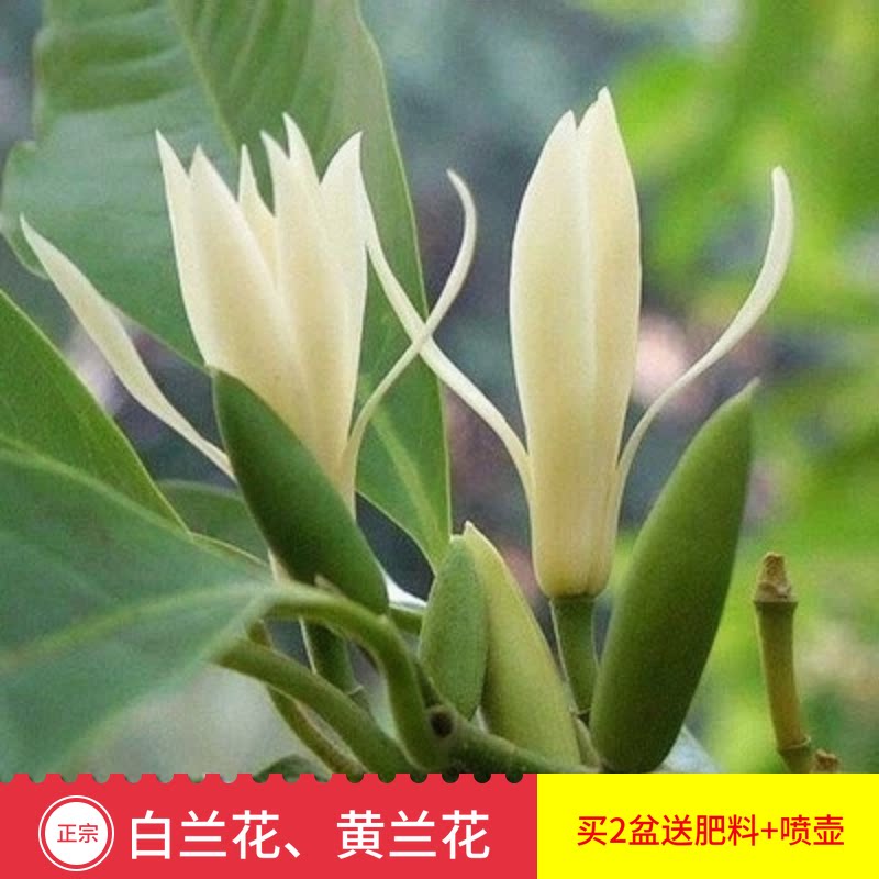白兰花盆栽浓香室内大型绿
