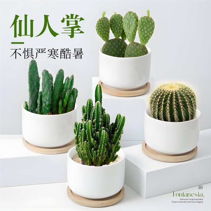 仙人球仙人掌盆栽室内客厅办公室桌面多肉植物四季绿植金虎