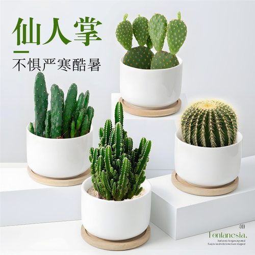 仙人球仙人掌盆栽室内客厅办公室桌面多肉植物四季绿植金虎