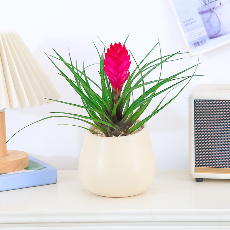 铁兰花盆栽紫花凤梨室内观花绿植阳台好养活花卉小盆栽趣味盆景