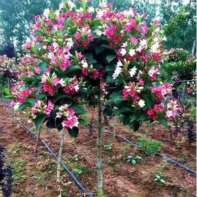 五彩锦带花树苗庭院花镜绿化造景