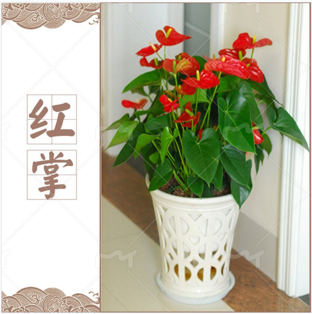 水培盆栽桌面火鹤花水培盆栽桌