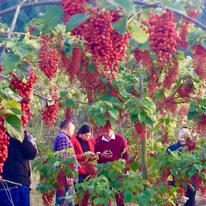 贵州桐子树苗桐树种子大型乔木庭院绿植花卉油桐树苗桐叶粑粑苗