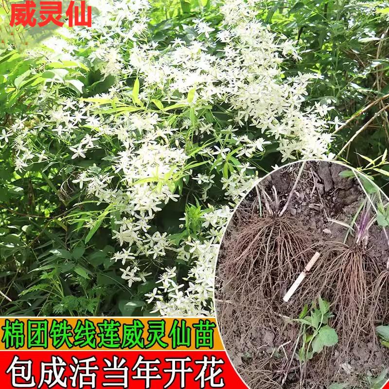 年威灵仙苗东北铁线莲山辣椒秧多年生地产中药材苗山野菜苗包活