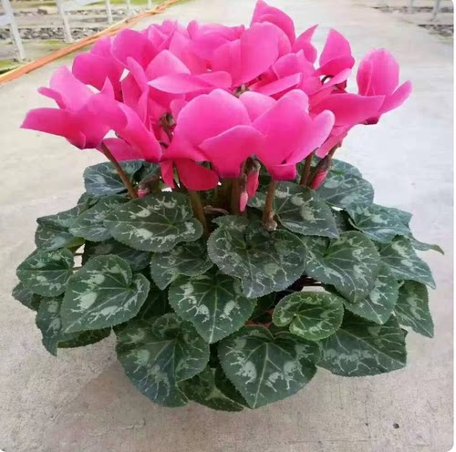 仙客来兔耳朵盆栽桌面植物海棠花