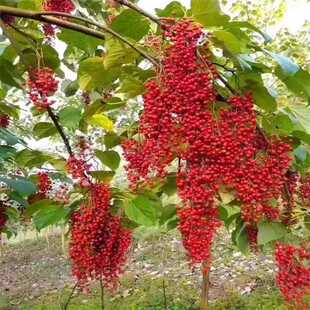 基地直销山桐子小苗大苗风景树绿化树庭院公园行道