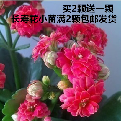 进口重瓣长寿花盆栽 长寿花苗 四季开花 绿植花卉盆景盆栽