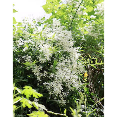 威灵仙种子种苗威灵仙种子种苗