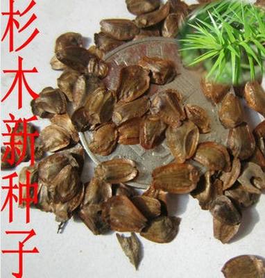 新采杉木种子刺杉种子沙树杉树种子水杉柳杉冷杉落羽杉油杉树种子