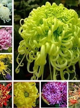 1000粒买三送一菊花种子九月菊金盏菊波斯菊万寿菊阳台易种花籽