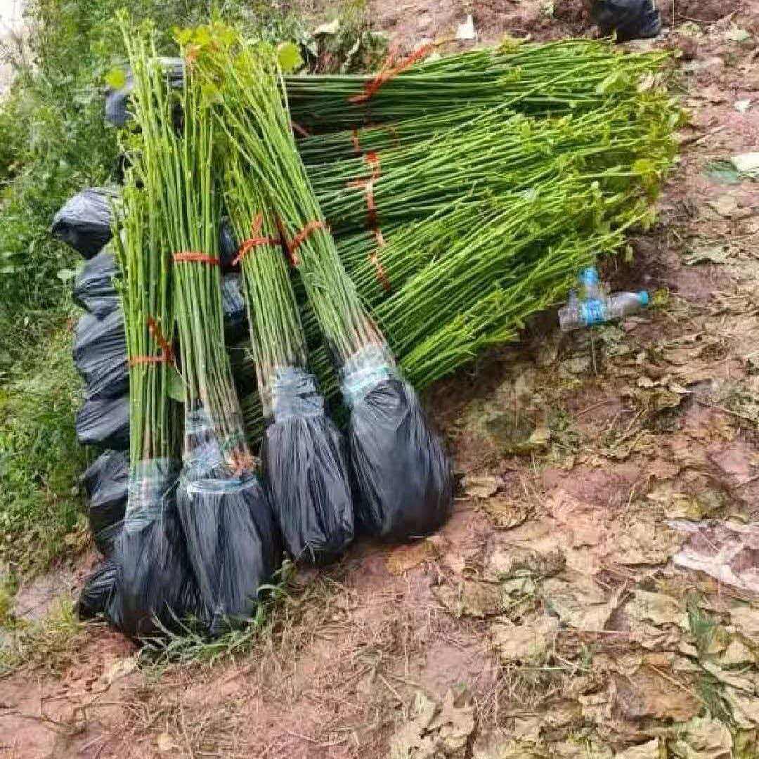 贵州桐子树苗桐树种子大型乔木庭院绿植花卉油桐树苗桐叶粑粑苗