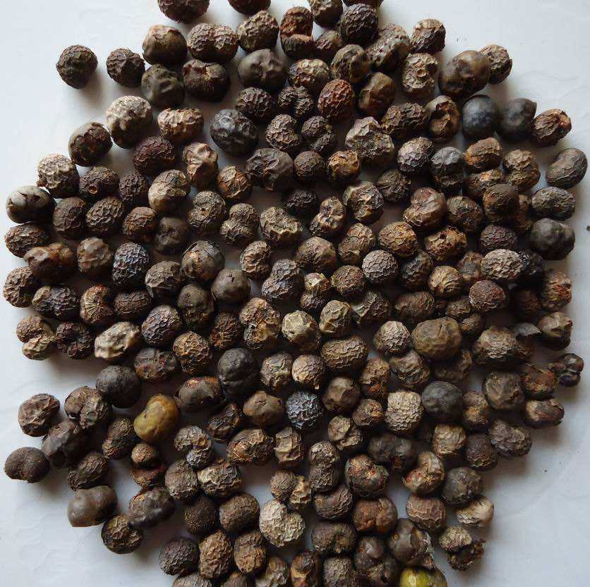 棕榈树种子布迪椰子加拿利海枣蒲葵中东海枣银海枣耐寒常绿乔木