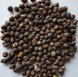 棕榈树种子布迪椰子加拿利海枣蒲葵中东海枣银海枣耐寒常绿乔木