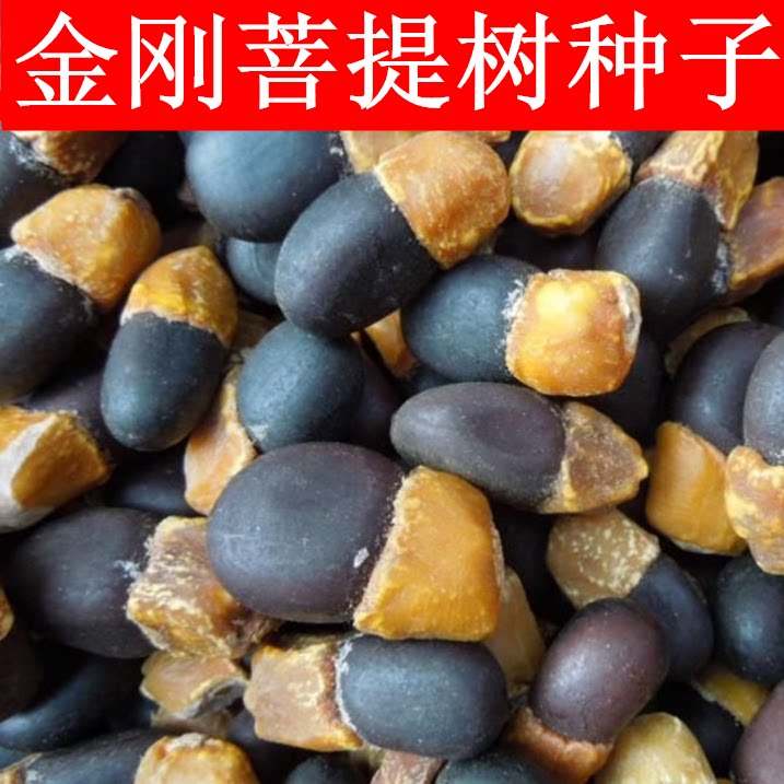 菩提种子 毕钵罗树 印度菩提树种籽 佛树觉树道树 菩提子树种子