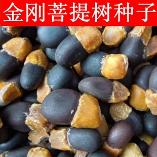 菩提种子 毕钵罗树 印度菩提树种籽 佛树觉树道树 菩提子树种子