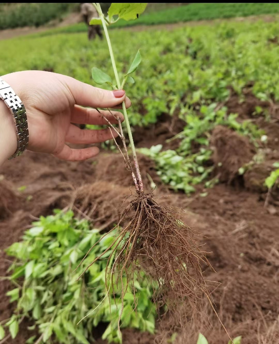 威灵仙种子种苗舜农种子好