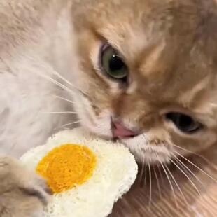 猫咪自助牙刷宠物洁牙玩具咬咬乐磨牙刷牙齿清洁用品小猫护理工具