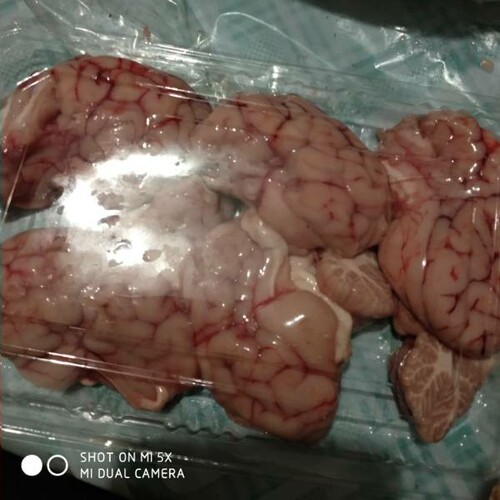 羊脑 脑子250克