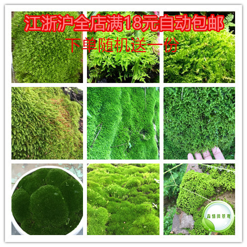 鲜活苔藓森情微景苔藓植物小白发苔藓微景观