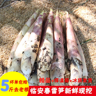 临安春笋新鲜现挖竹笋浙江冬笋雷笋天目山火锅笋时令蔬菜5斤包邮