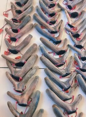 山野珍品梅花鹿头茬二杠干鹿茸整根连刀