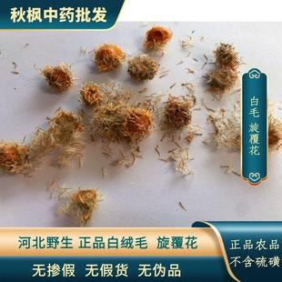 旋覆花真的咸味白绒毛旋覆花咸味的花花代赭石汤原料农产品