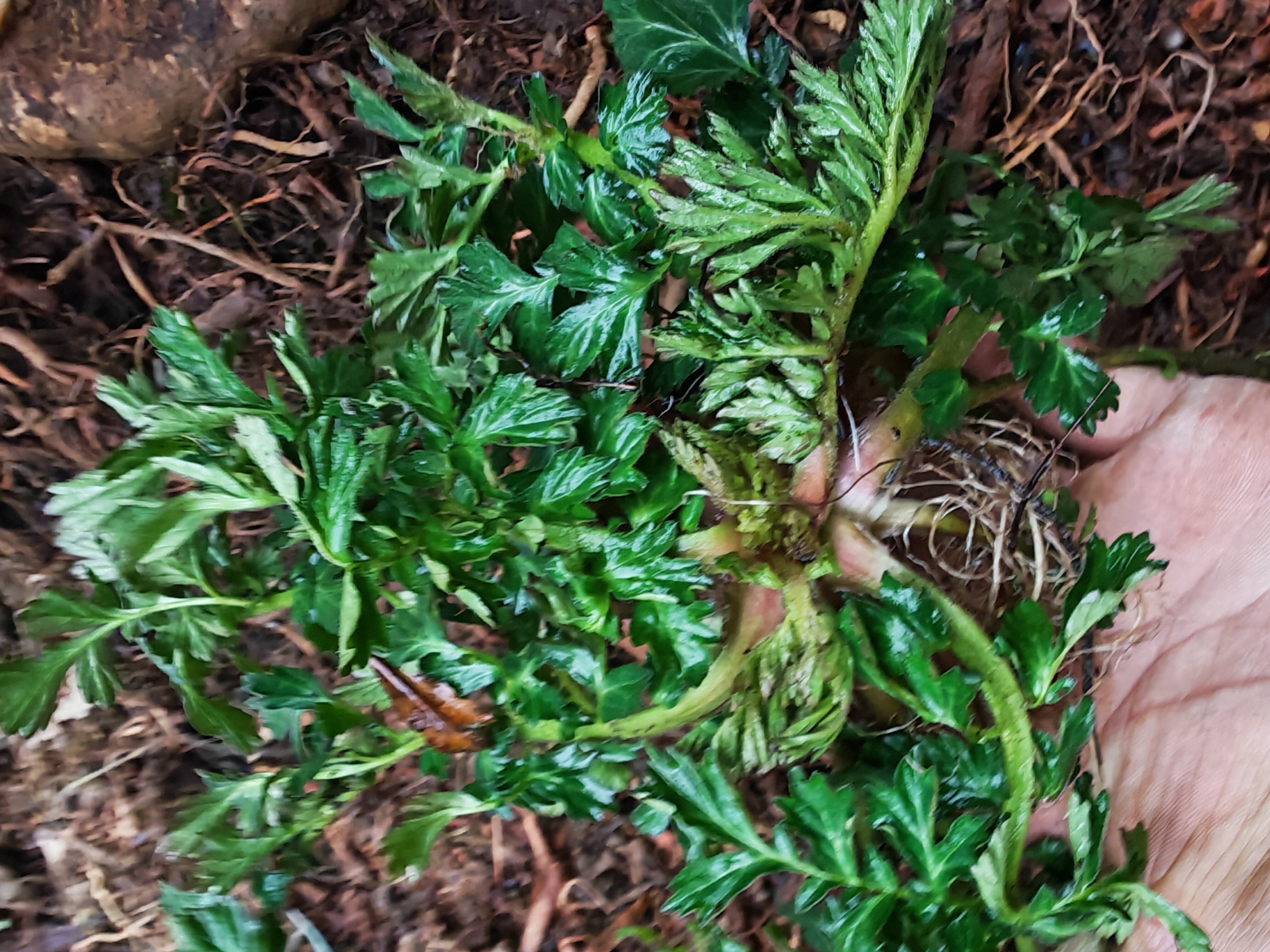 贵州野生蓝布正中药材  水杨梅兰布正新鲜路边青头晕药现挖包邮