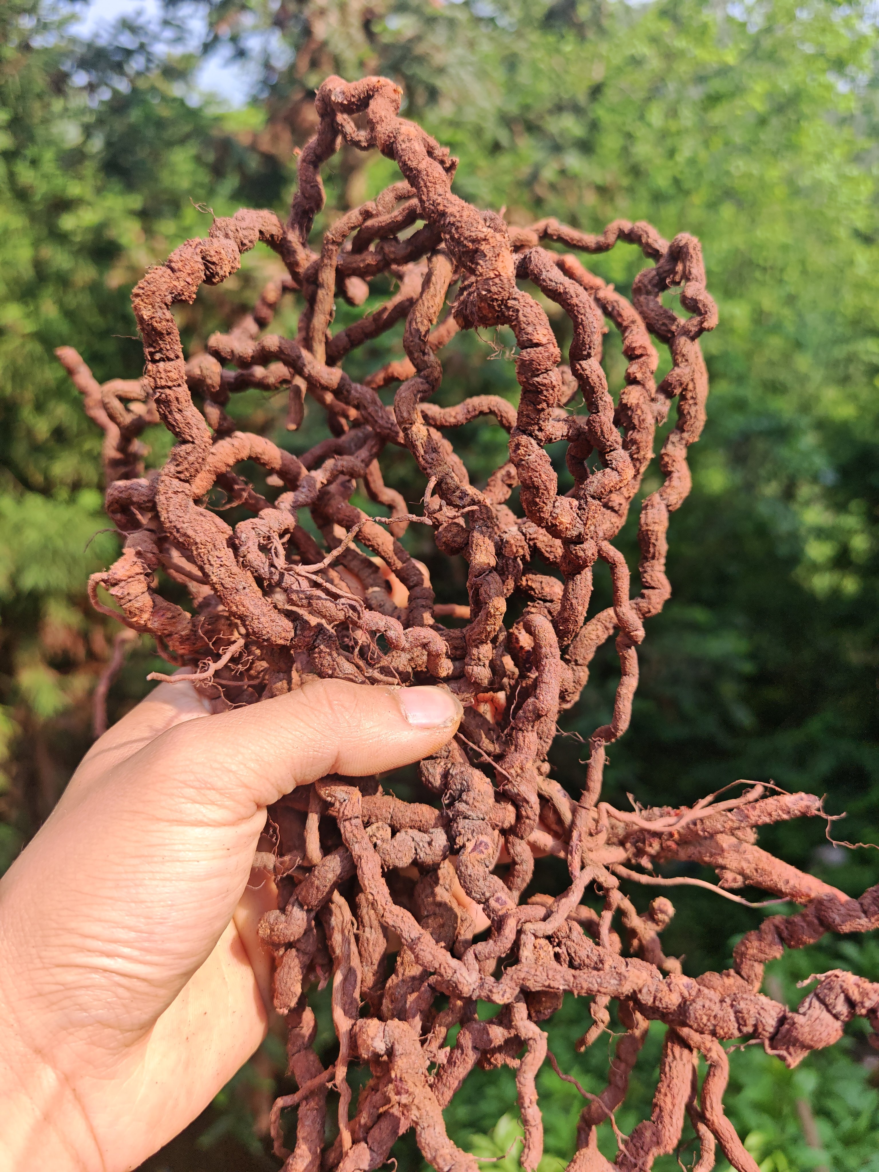 野生小血藤中药材茜草根新鲜贵州中草药血见愁破血草纯根泡酒包邮