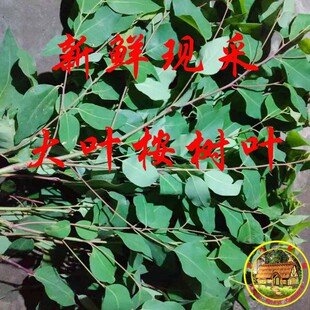 大叶桉树叶 新鲜桉树叶 尤加利树叶 蜜袋鼯食物 考拉 500克包邮
