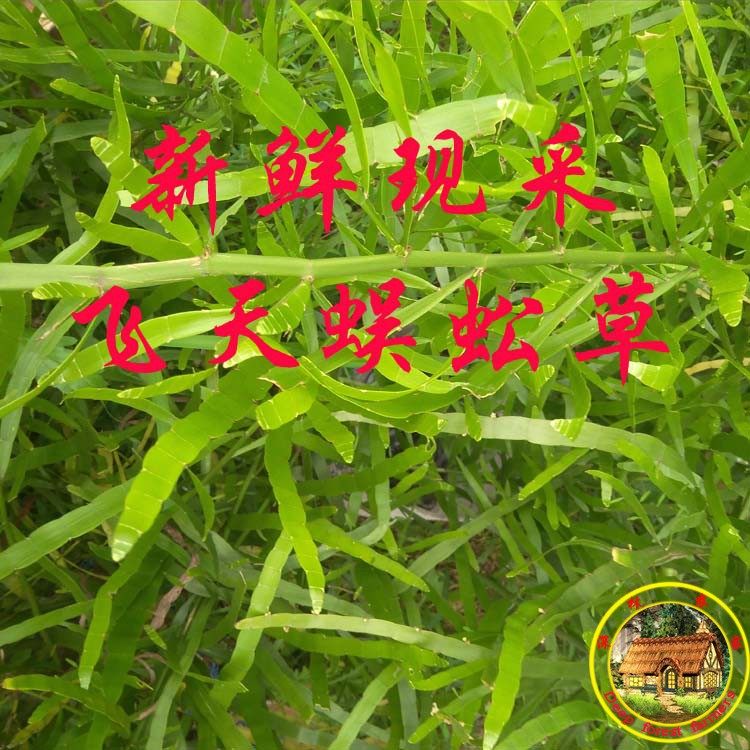 新鲜竹节蓼飞天蜈蚣百足草神仙对坐草石上蜈蚣落地蜈蚣 500克包邮