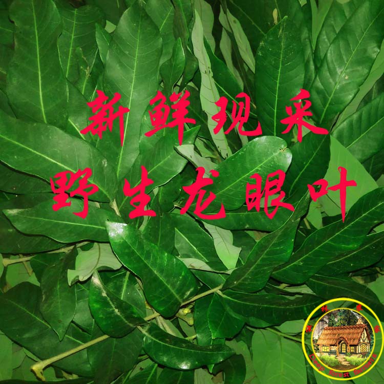 新鲜龙眼叶养龟乌龟缸造景装饰植物逃避龙眼叶子 桂圆叶500克包邮图片