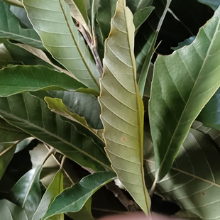 新鲜现采大叶青冈树叶 青岗叶 青岗树枝叶 包邮