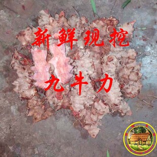 新鲜九牛力 川太 土萆薢 菝葜 非土茯苓 粉萆薢 一份两斤半包邮