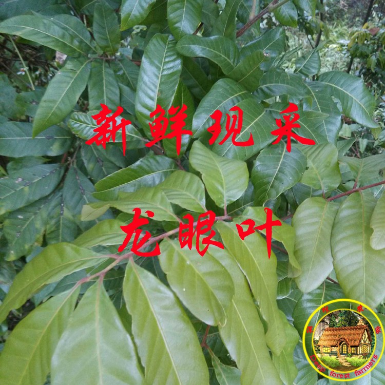 新鲜现采龙眼叶子500克包邮图片